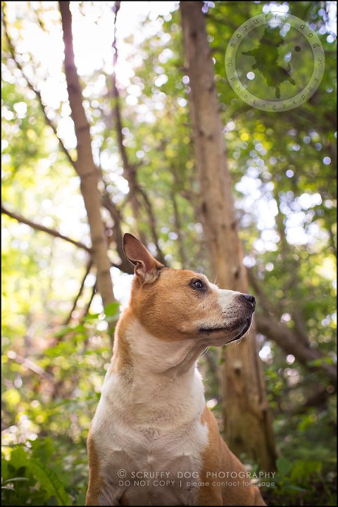 06-toronto-ontario-professional-pet-photographer-jade perry-66