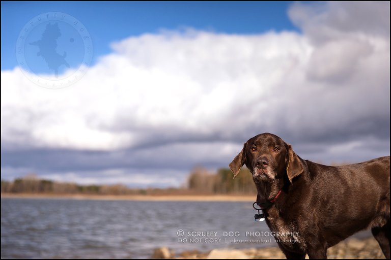 06-waterloo-ontario-best-professional-dog-photographer-max shoup-29