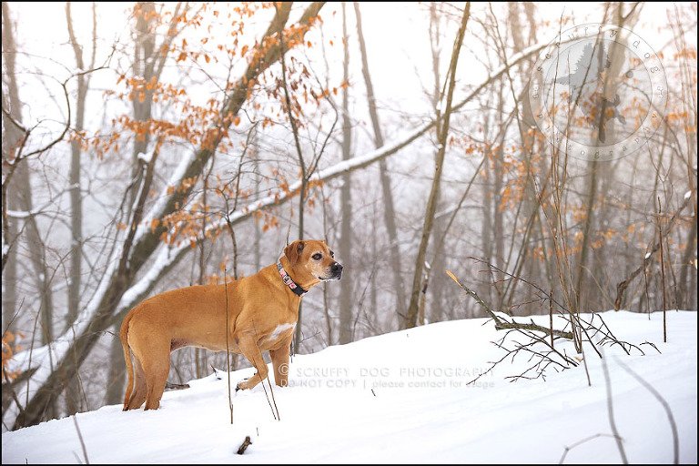 06-waterloo-ontario-professional--dog-photographer-best-makeda slinger-103