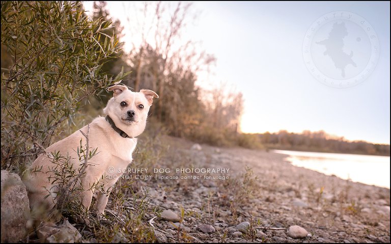 06-waterloo-ontario-professional-dog-photographer-best-max rooke-161