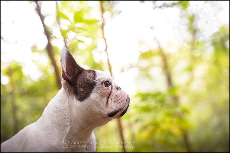 06_guelph_ontario_pet_photographer_best_dog_oliver eleanor fleming-32