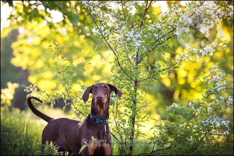 06_guelph_ontario_pet_photographer_best_dog_reese hunsberger-245