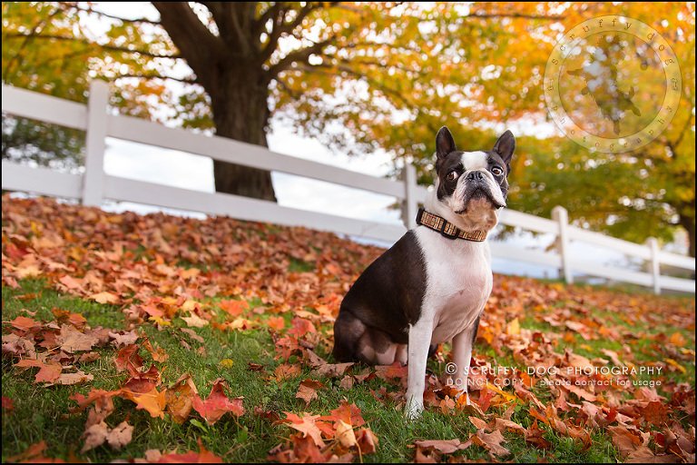 06_kitchener_ontario_pet_photographer_best_dog_princess dot carroll-19-Edit