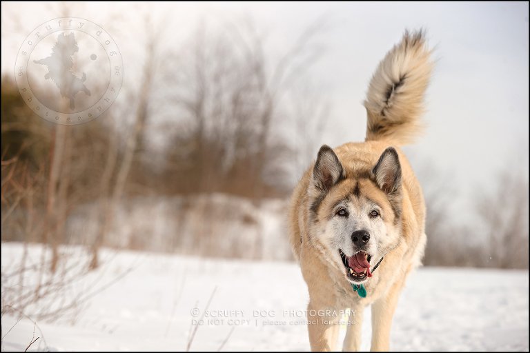 06_toronto_ontario_dog_stock_photography_grace zoe carr-124-Edit