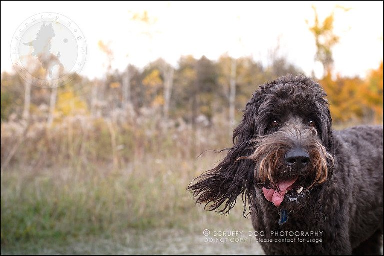 06_waterloo_ontario_best_pet_photographer_murphy odonovan-357