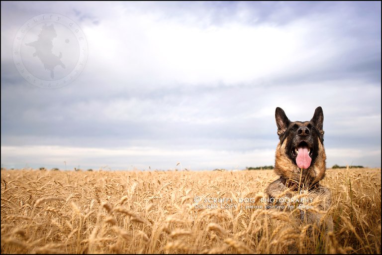 07-toronto-ontario-best-professional-pet-photographer-maya blitz-518