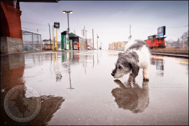 07-toronto-ontario-best-professional-pet-photographer-mika bobby worton-310