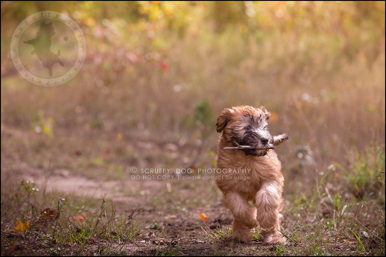 07-toronto-ontario-best-professional-pet-photographer-milford giza-178