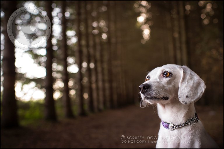 07-toronto-ontario-professional--dog-photographer-lucy frederick-107