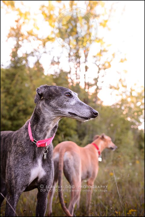 07-toronto-ontario-professional--dog-photographer-lucy poppy real-252