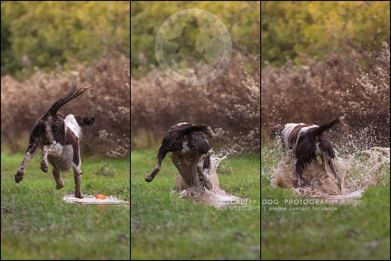 07-toronto-ontario-professional-pet-dog-photographer-mud triptych2