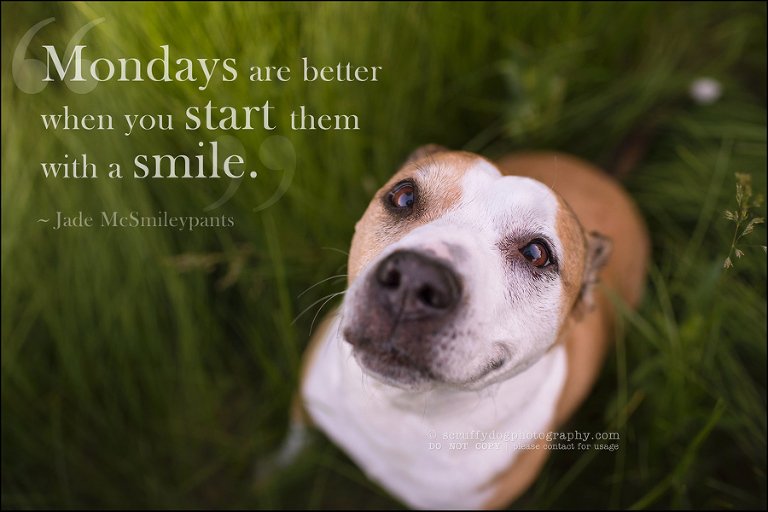 07-toronto-ontario-professional-pet-photographer-jade perry-454