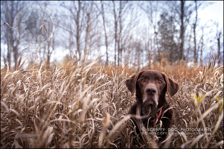 07-waterloo-ontario-best-professional-dog-photographer-max shoup-150