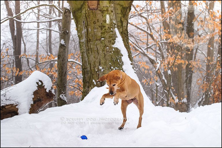 07-waterloo-ontario-professional--dog-photographer-best-makeda slinger-117