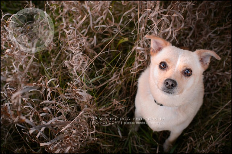07-waterloo-ontario-professional-dog-photographer-best-max rooke-220-Edit