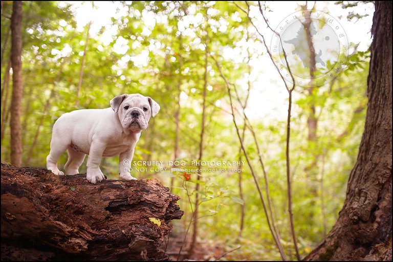 07_guelph_ontario_pet_photographer_best_dog_oliver eleanor fleming-55