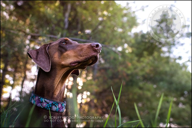 07_guelph_ontario_pet_photographer_best_dog_reese hunsberger-65