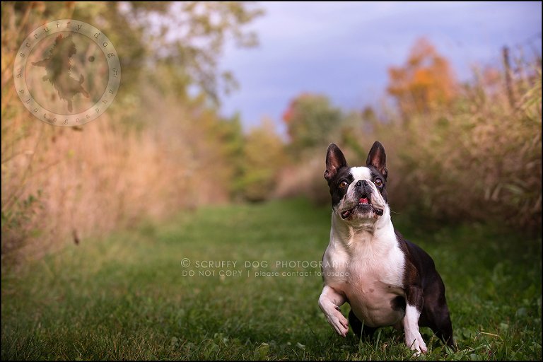 07_kitchener_ontario_pet_photographer_best_dog_princess dot carroll-183