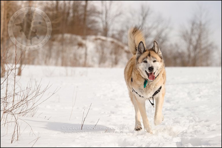 07_toronto_ontario_dog_stock_photography_grace zoe carr-86