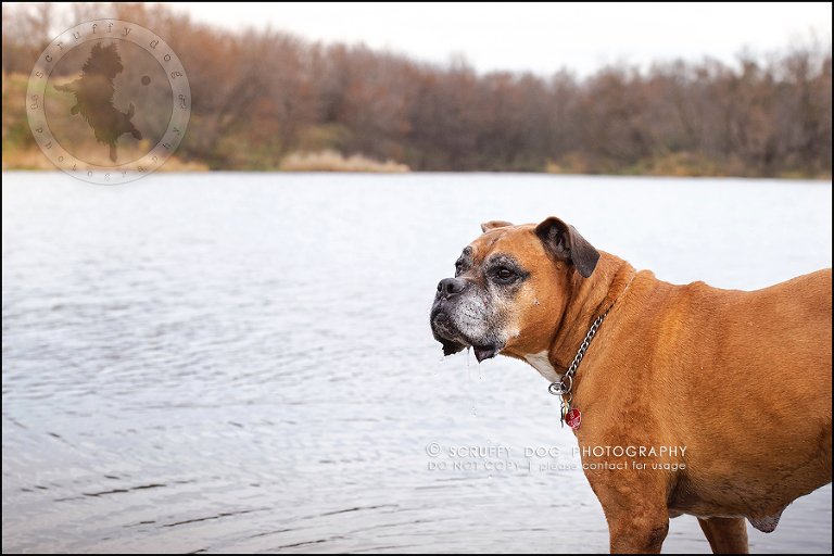 08-brampton-ontario-best-professional-dog-photographer-moose rocket-83
