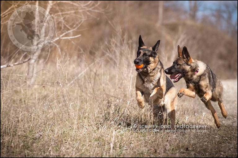 08-toronto-ontario-best-professional-pet-photographer-blitz zelda baker-41