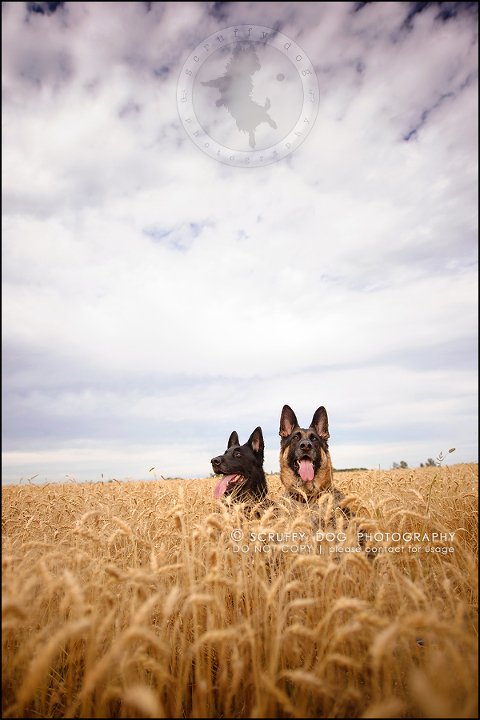 08-toronto-ontario-best-professional-pet-photographer-maya blitz-547