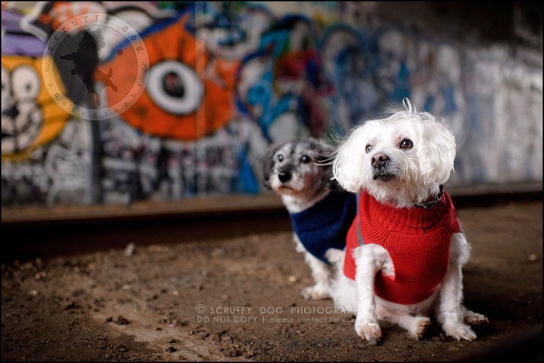 08-toronto-ontario-best-professional-pet-photographer-mika bobby worton-432