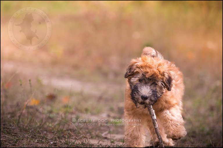 08-toronto-ontario-best-professional-pet-photographer-milford giza-213