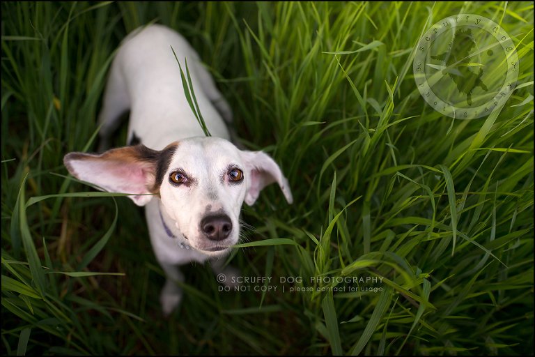 08-toronto-ontario-professional--dog-photographer-lucy frederick-346