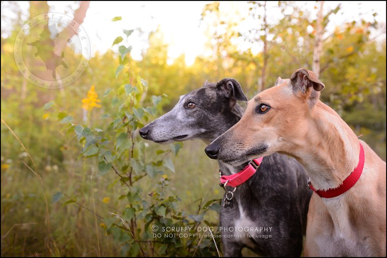 08-toronto-ontario-professional--dog-photographer-lucy poppy real-292