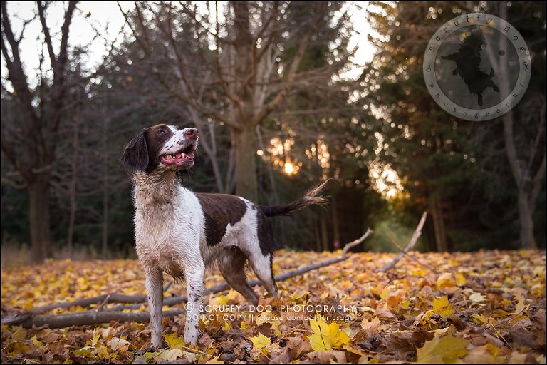 08-toronto-ontario-professional-pet-dog-photographer-jake boucher-1068