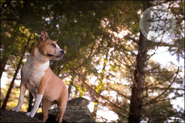 08-toronto-ontario-professional-pet-photographer-jade perry-125