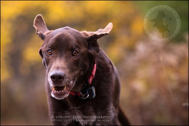 08-waterloo-ontario-best-professional-dog-photographer-max shoup-426
