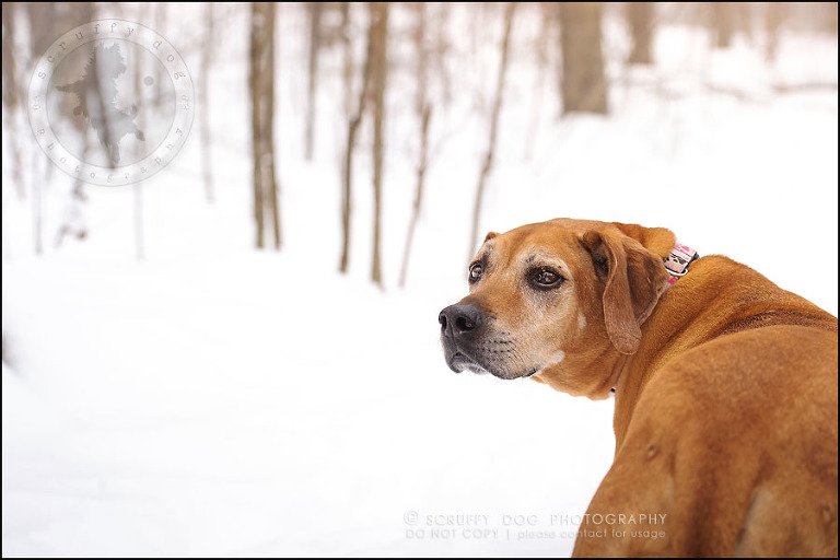 08-waterloo-ontario-professional--dog-photographer-best-makeda slinger-11