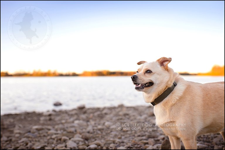 08-waterloo-ontario-professional-dog-photographer-best-max rooke-122