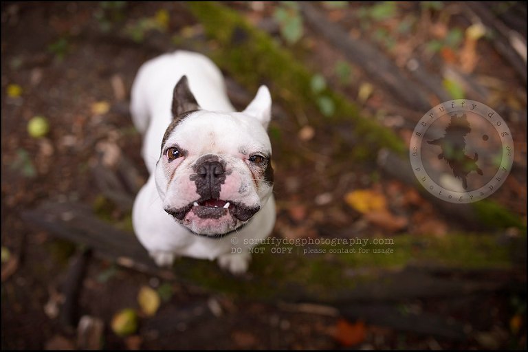 08_guelph_ontario_pet_photographer_best_dog_oliver eleanor fleming-71
