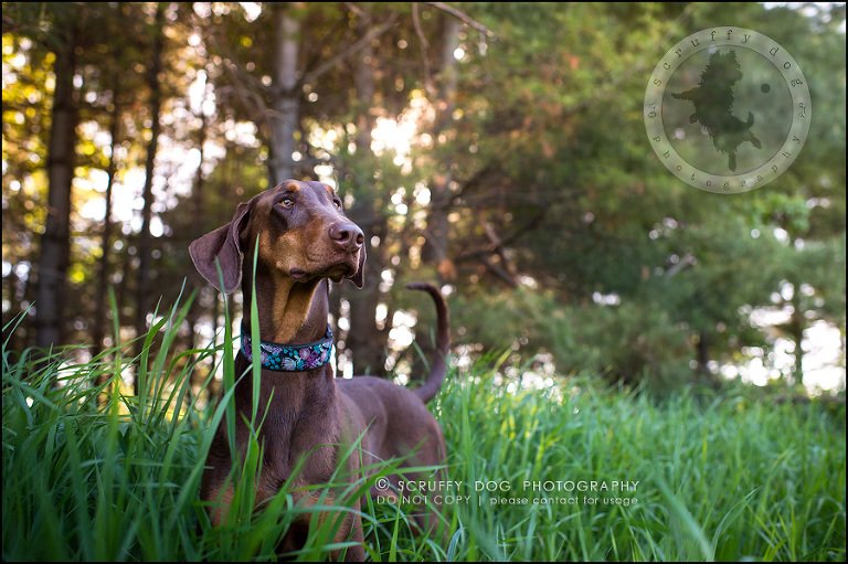 08_guelph_ontario_pet_photographer_best_dog_reese hunsberger-51