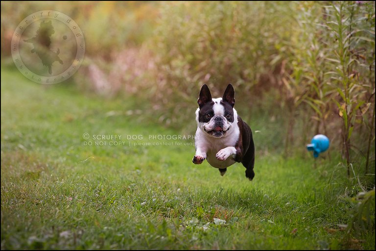 08_kitchener_ontario_pet_photographer_best_dog_princess dot carroll-363