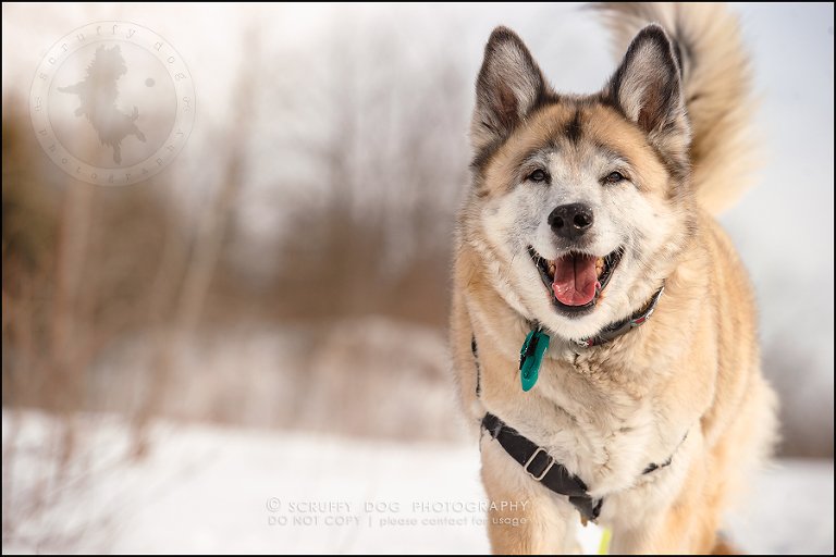 08_toronto_ontario_dog_stock_photography_grace zoe carr-143
