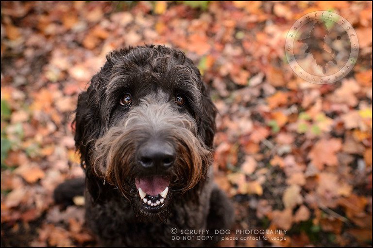 08_waterloo_ontario_best_pet_photographer_murphy odonovan-158