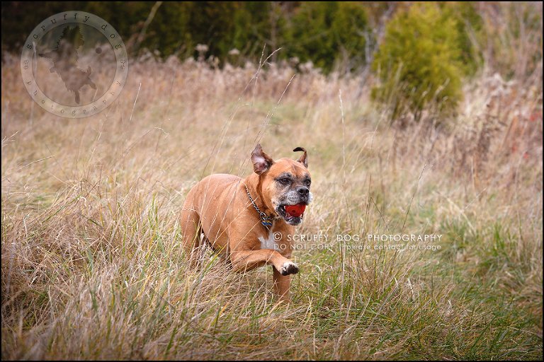 09-brampton-ontario-best-professional-dog-photographer-moose rocket-204