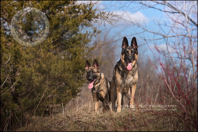 09-toronto-ontario-best-professional-pet-photographer-blitz zelda baker-241