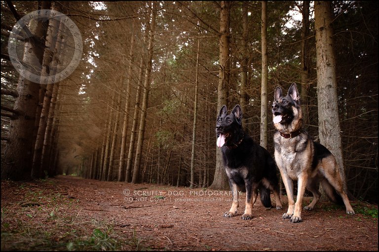 09-toronto-ontario-best-professional-pet-photographer-maya blitz-577