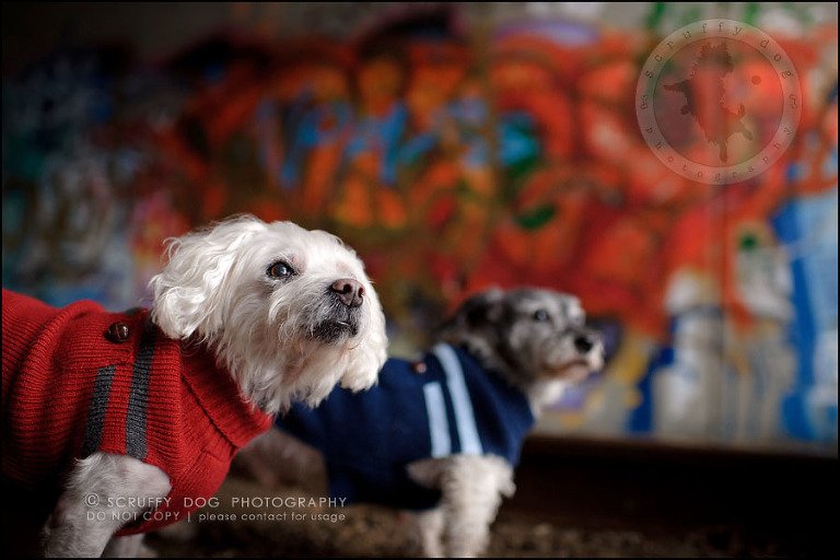09-toronto-ontario-best-professional-pet-photographer-mika bobby worton-448