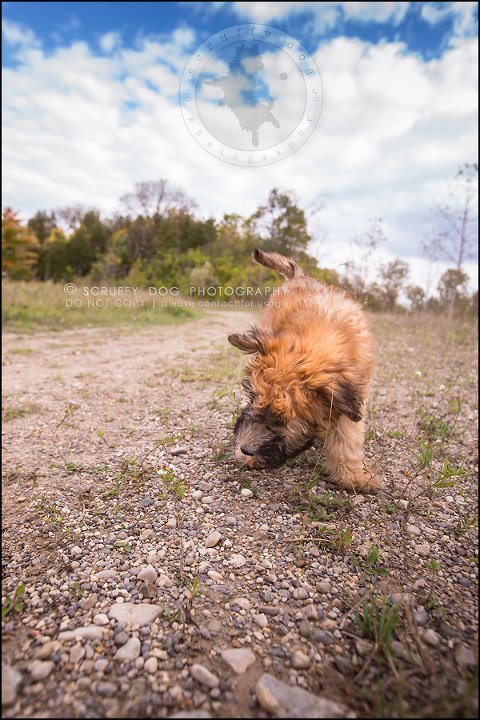 09-toronto-ontario-best-professional-pet-photographer-milford giza-104