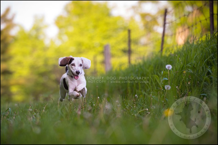 09-toronto-ontario-professional--dog-photographer-lucy frederick-253