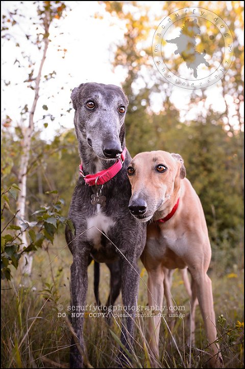 09-toronto-ontario-professional--dog-photographer-lucy poppy real-261-Edit