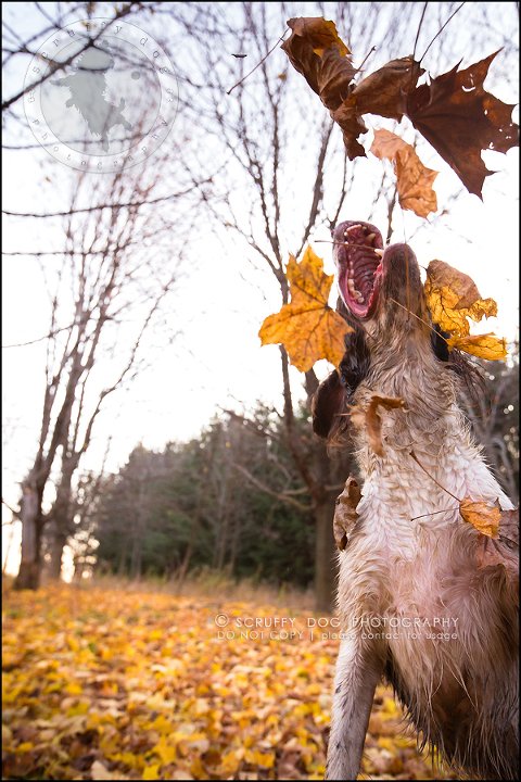 09-toronto-ontario-professional-pet-dog-photographer-jake boucher-1111