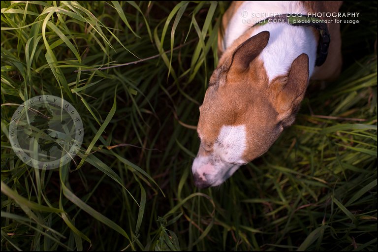 09-toronto-ontario-professional-pet-photographer-jade perry-113