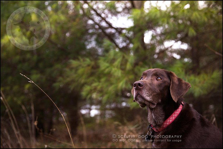 09-waterloo-ontario-best-professional-dog-photographer-max shoup-481